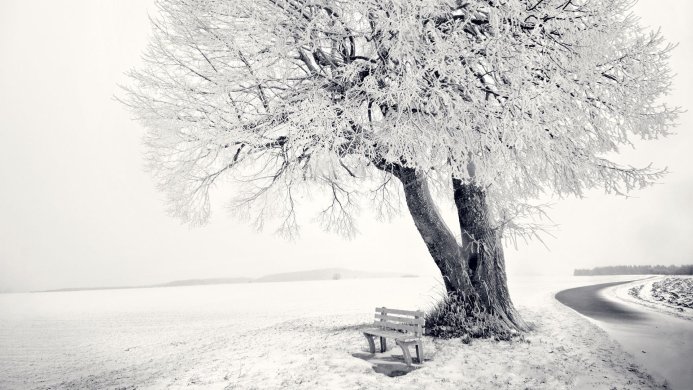 A snow-covered tree and a bench in a winter landscape, black and white