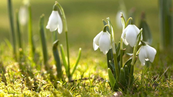 Close-up of snowdrop flowers in green grass