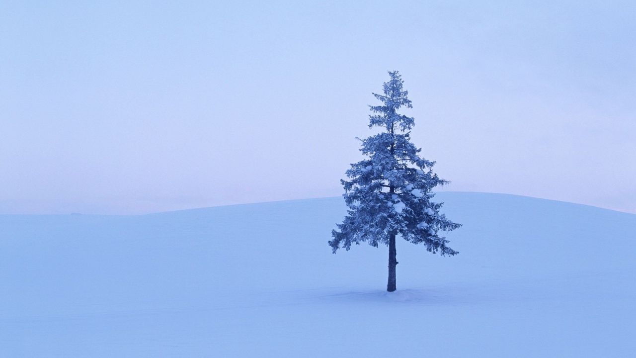 Snowy tree in a winter landscape