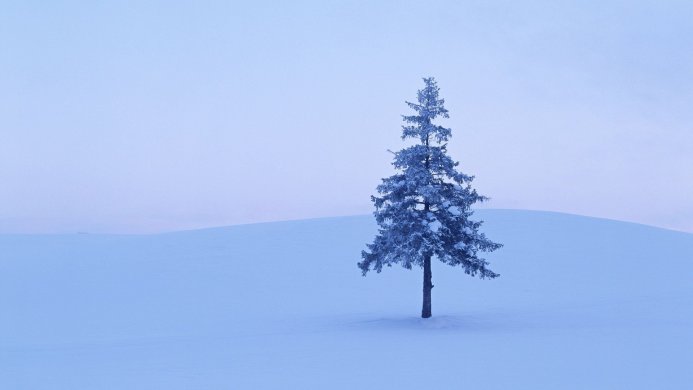 A lone tree covered in snow in a vast winter landscape with blue tones