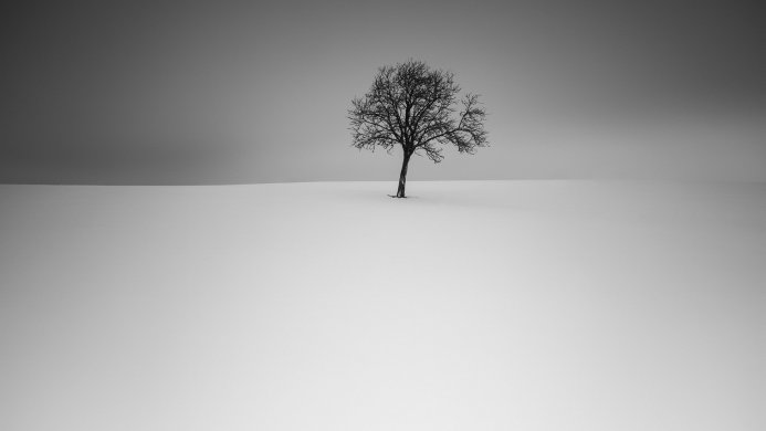 A solitary tree in a snow-covered landscape under a gray sky