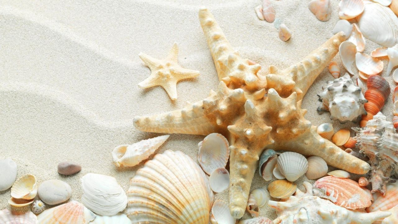 Starfish and seashells on a sandy beach