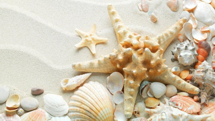 Starfish and seashells on a sandy beach