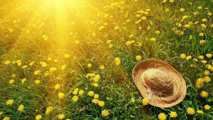 Straw hat lying in a field of yellow dandelions under a bright sun