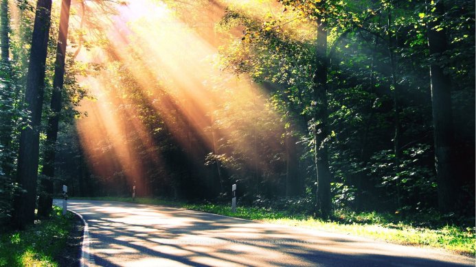 Sun rays shining through trees onto a road in a forest