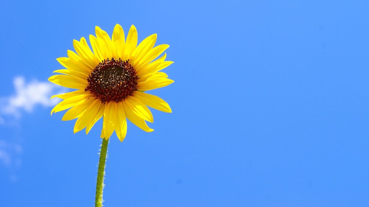 Bright yellow sunflower against a blue sky
