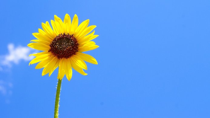 A bright yellow sunflower against a clear blue sky