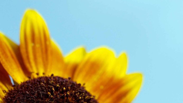Close-up of a sunflower with yellow petals and a brown center against a light blue background