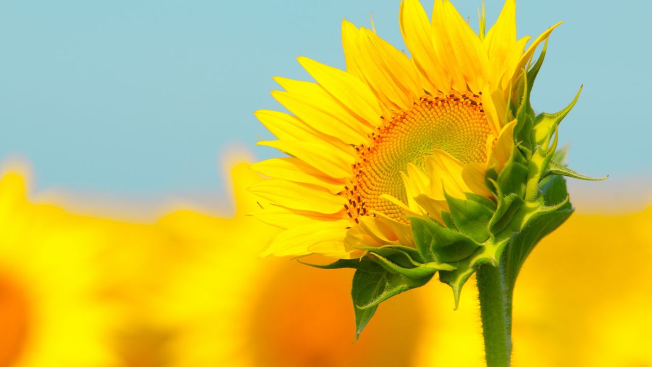 Yellow sunflower against blue sky