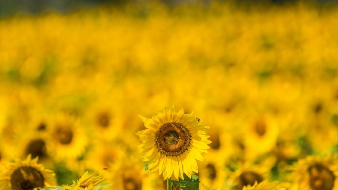 A field of vibrant yellow sunflowers in bloom under a sunny sky