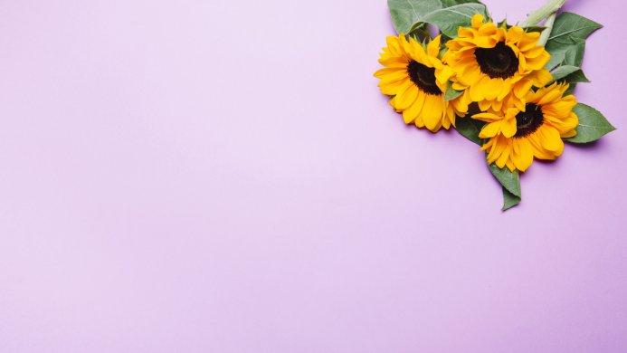 A few sunflowers on a pastel purple background