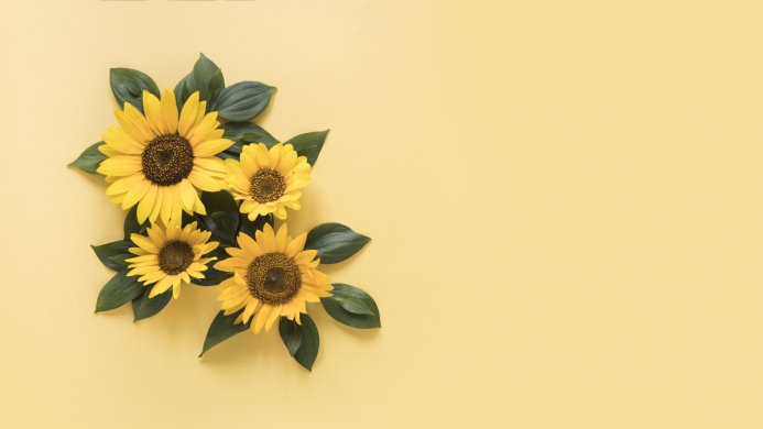 A group of sunflowers with green leaves on a light yellow background