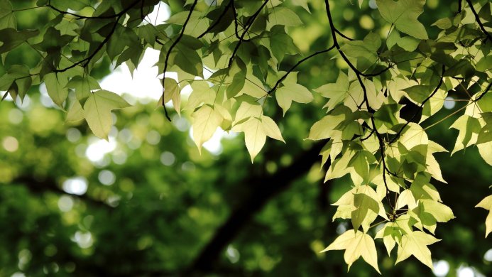 Sunlit maple leaves on branches against a blurred green background
