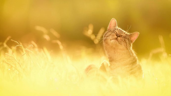 A tabby cat basking in the golden sunlight in a field of grass