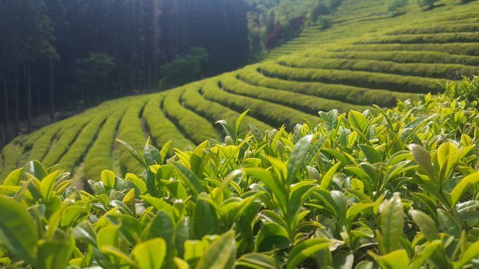 Lush green tea leaves in a plantation, rows stretching into the background