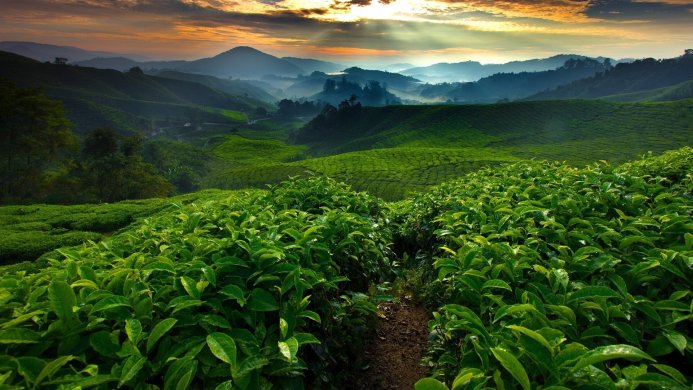 Lush green tea plantation with rolling hills under a golden sunrise