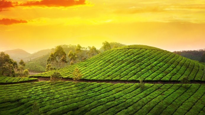 Lush green tea plantation on a hillside at sunrise or sunset