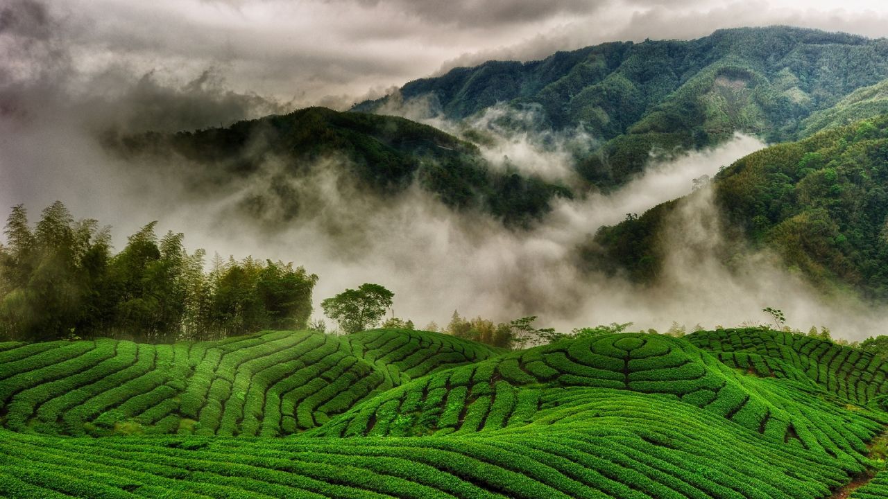 Green tea plantation under cloudy sky