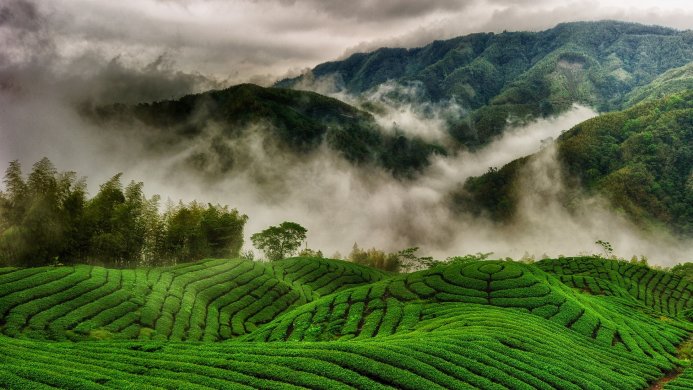 Lush green tea plantation nestled in misty mountains