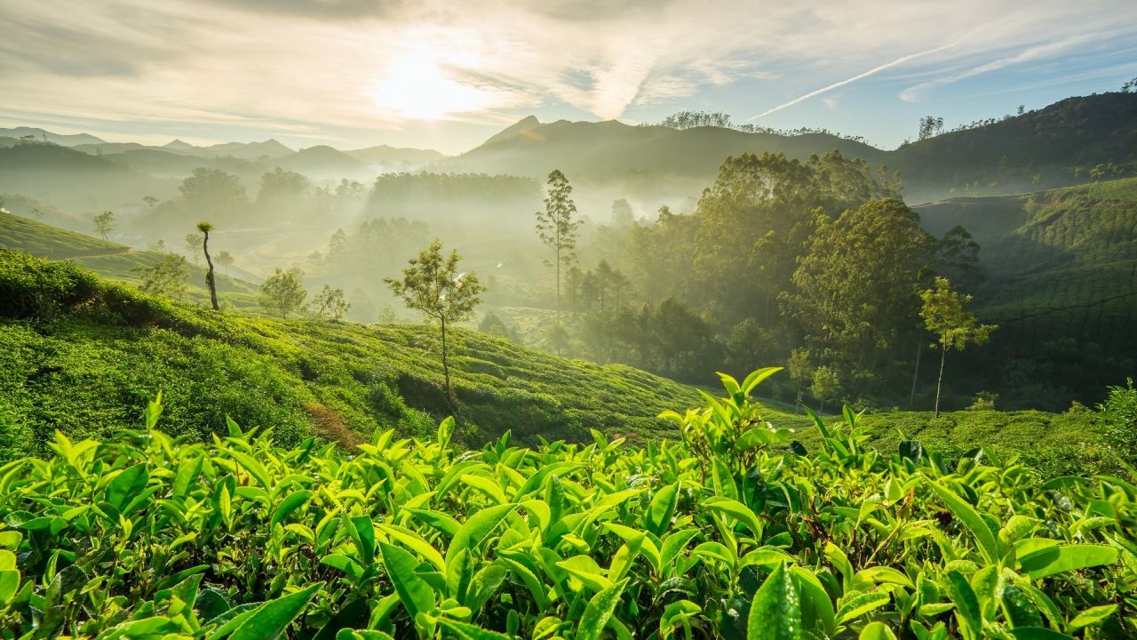 Lush green tea plantation with morning sun