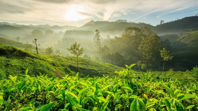 Lush green tea plantation in the mountains under a bright sky