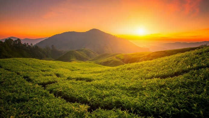 Tea plantation in the mountains at sunrise with orange and yellow sky