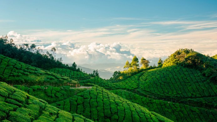 Lush green tea plantations on rolling hills under a bright blue sky with clouds