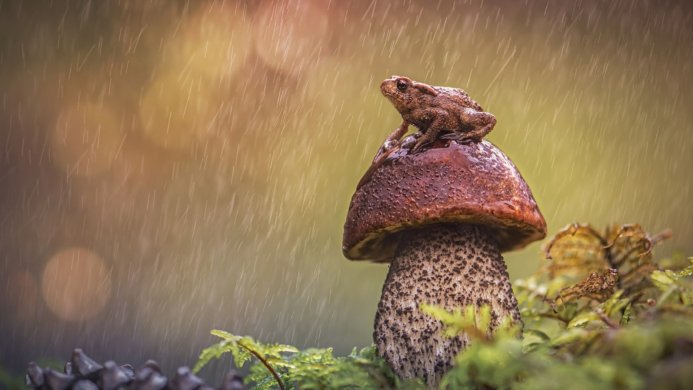 A toad sits on top of a mushroom during a rain shower
