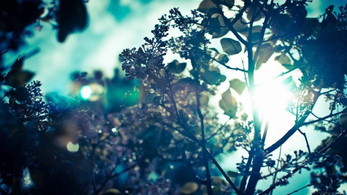Tree branches and flowers silhouetted against a bright sky with the sun shining through