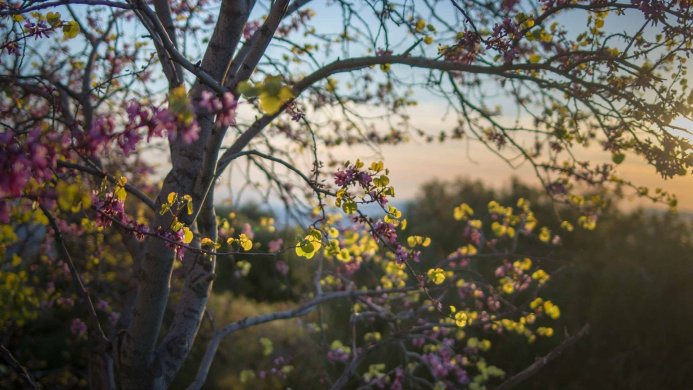 Close-up of tree branches with pink and yellow flowers against a blurred background
