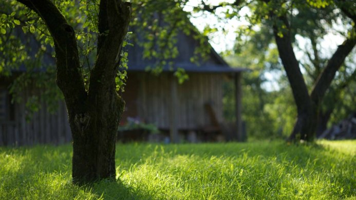 A tree in a meadow with a wooden house in the background on a sunny day