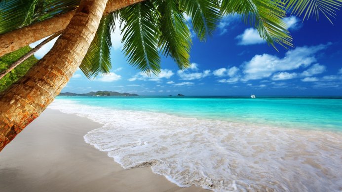 A tropical beach with a palm tree, turquoise water, and a white boat on the horizon