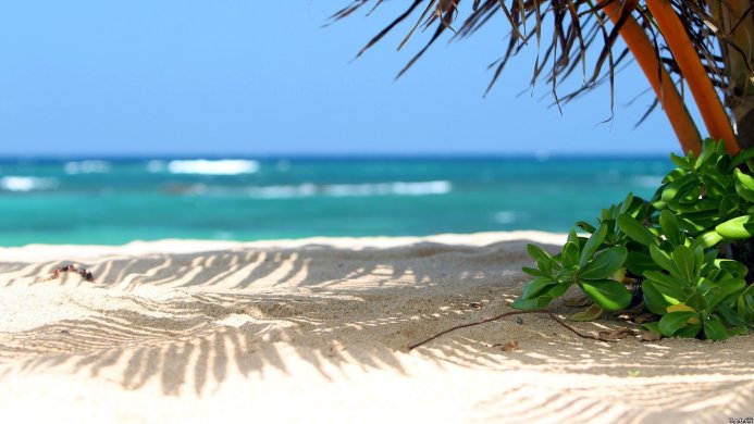 Tropical beach with plants and turquoise water under a blue sky