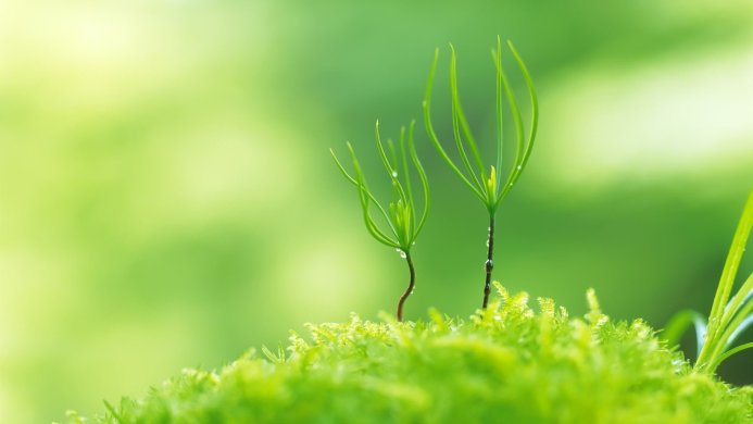 Two green seedlings on a bed of vibrant green moss with water droplets