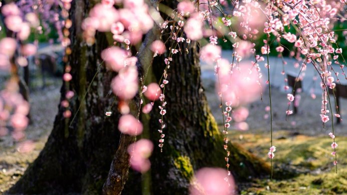 A weeping plum tree with pink blossoms in soft focus, illuminated by sunlight