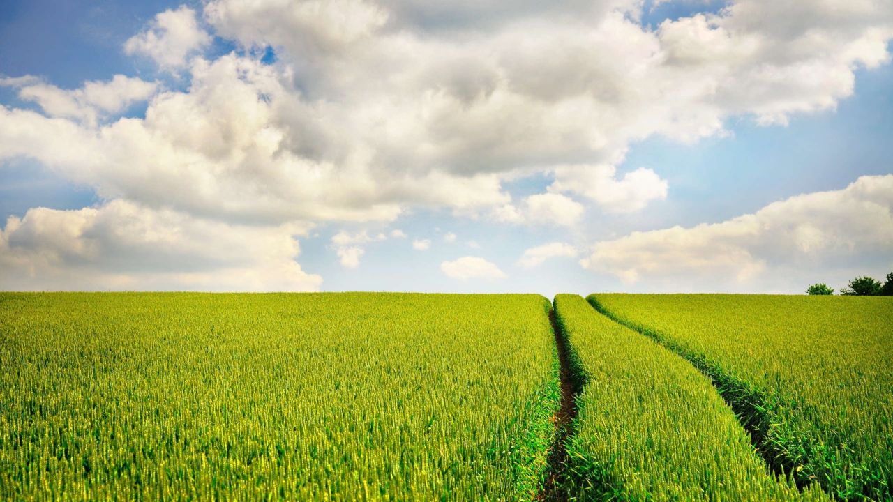 Green wheat field under a cloudy sky