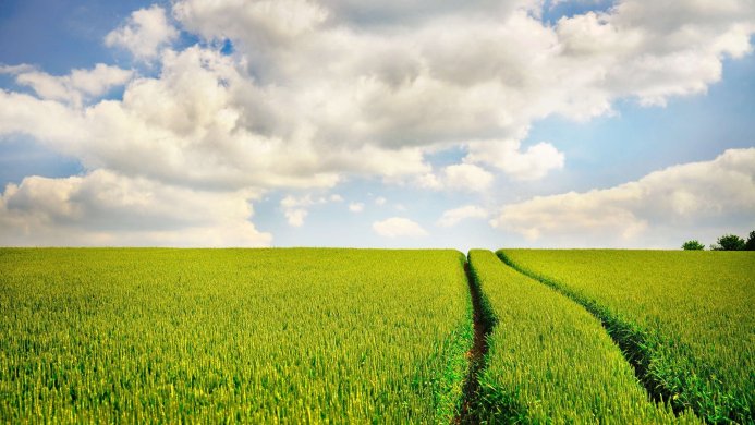 A vast wheat field under a blue sky with white clouds, showing a path through the wheat
