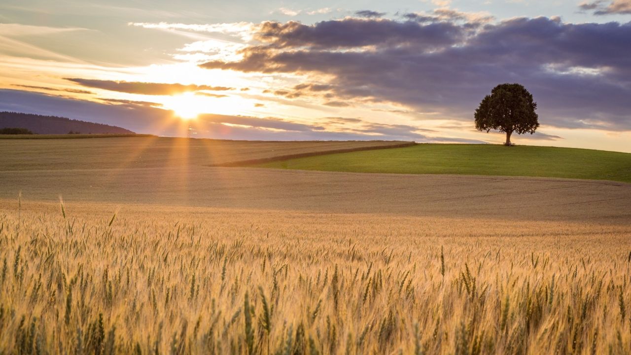 Wheat field at sunset with a lonely tree