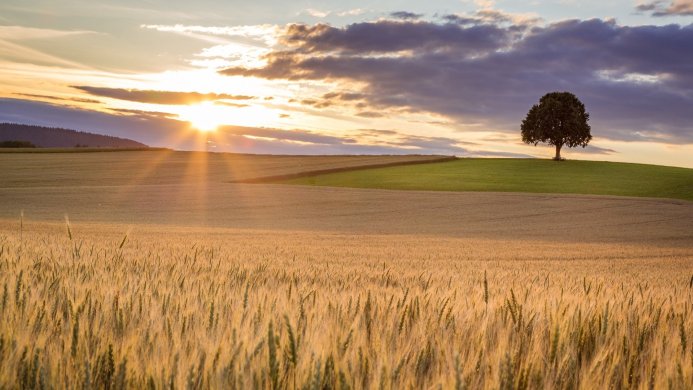 A wheat field with a solitary tree on a hill at sunset