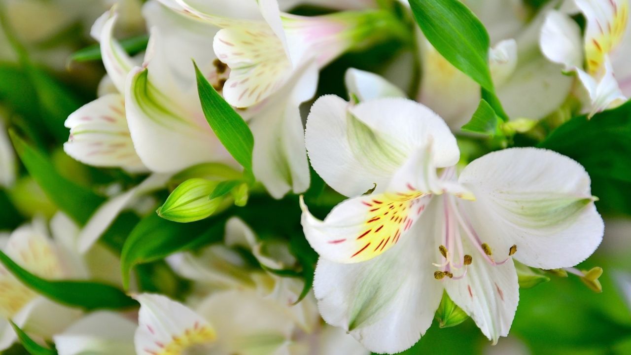 Close-up of white Alstroemeria flowers
