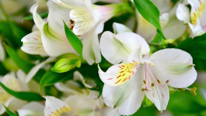 Close up of white alstroemeria flowers with green leaves and yellow and pink markings