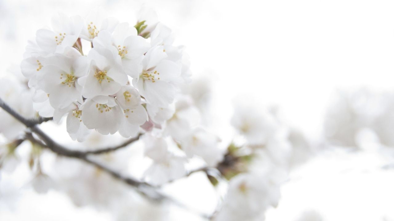 Close-up of white cherry blossoms