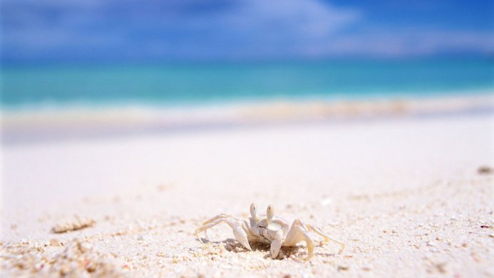 A white crab on a sandy beach with the ocean in the background