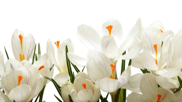 Close-up of white crocus flowers with orange stamens and green leaves on a white background
