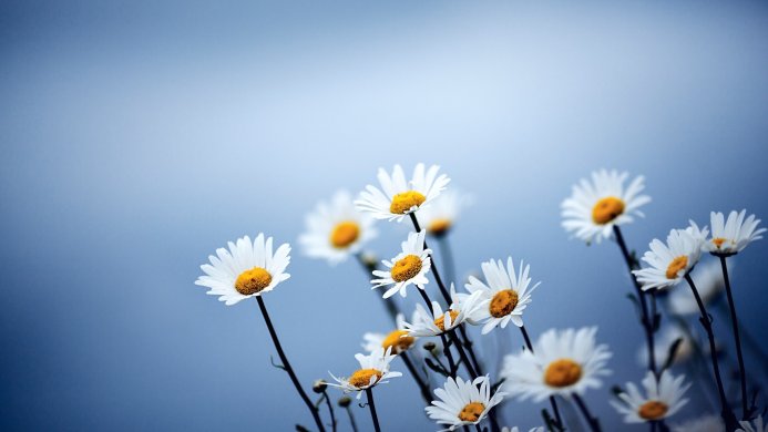 A group of white daisies with yellow centers against a soft blue background