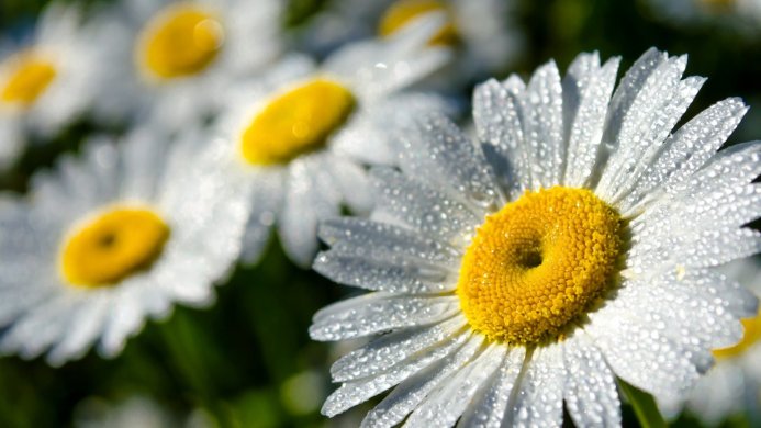 Close-up of white daisies with dew drops on petals and bright yellow centers