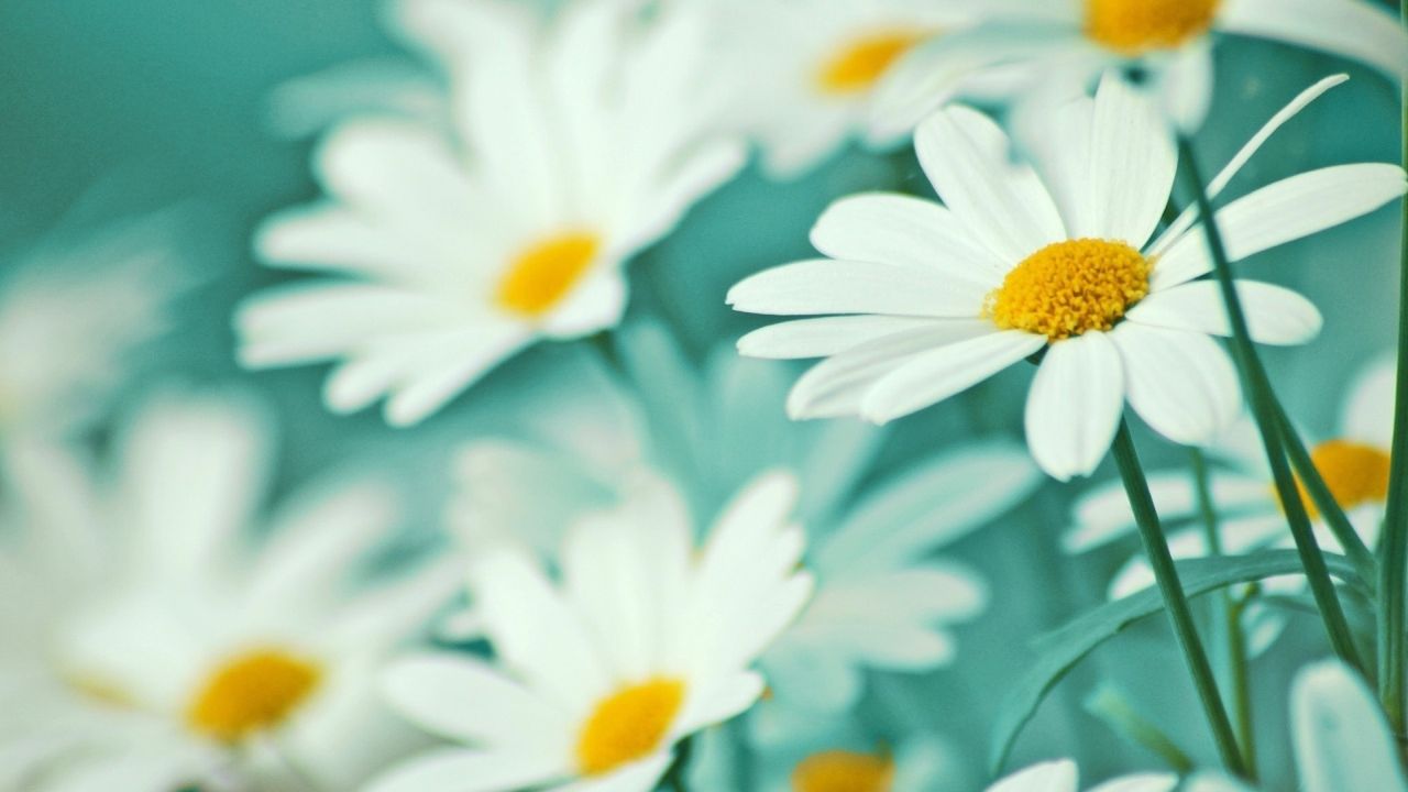 White daisy with yellow center