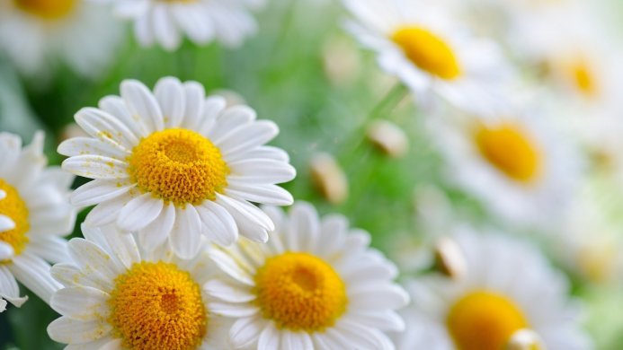 Close-up of white daisies with yellow centers on a blurred green background