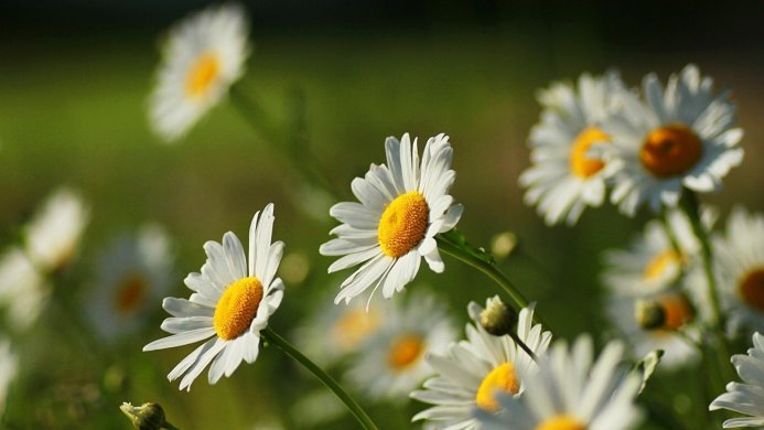 Close-up of white daisies with yellow centers, green background