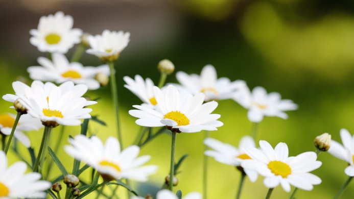 Close-up of white daisies with yellow centers against a blurred green background